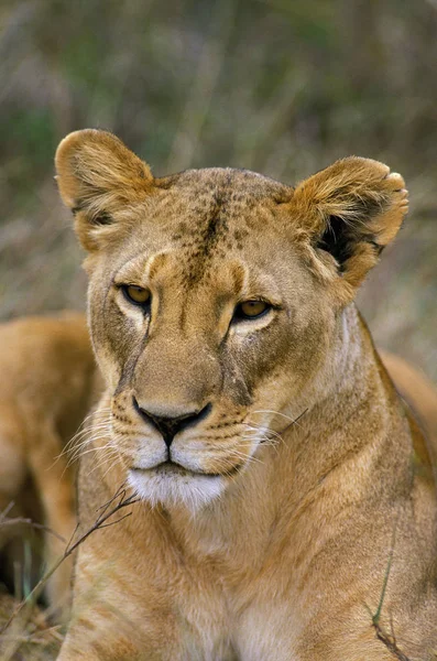 Lion Africain Panthera Leo Portrait Femme Kenya — Photo