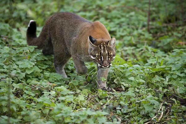 Asian Golden Cat Temmink Cat Catopuma Temmincki Adult Walking — Stock fotografie