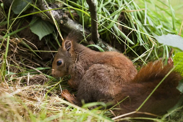 Красная Белка Sciurus Vulgaris Взрослый Стоящий Траве Нормандия — стоковое фото