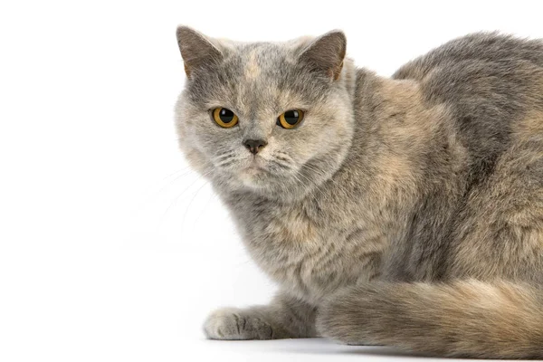 Blue Cream Britse Stenografisch Domestic Kat Vrouw Staande Tegen Witte — Stockfoto