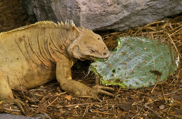 Iguana Terrestre Galápagos Subcristatus Conolophus Cactus Pera Espinosa Para Adultos — Foto de Stock