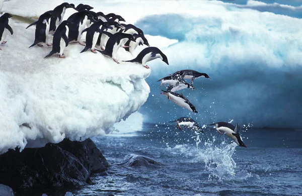 Adelie Penguin Pygoscelis Adeliae Grupo Saltando Para Oceano Ilha Paulet — Fotografia de Stock