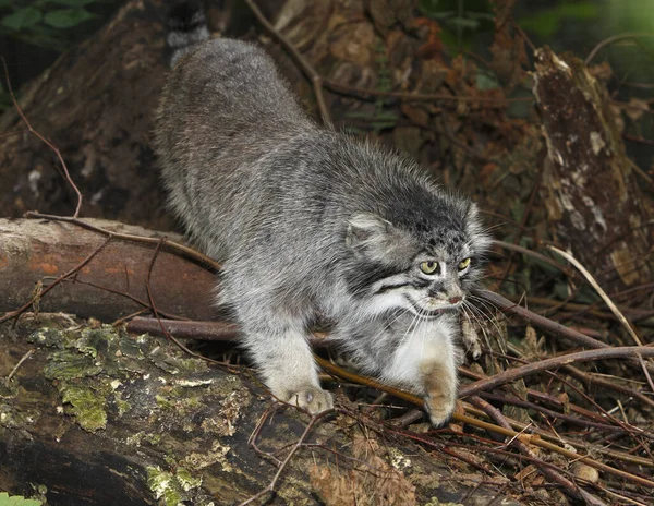 Manul Pallas Cat Otocolobus Manul Adult Berdiri Atas Stump — Stok Foto