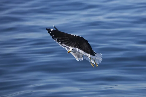 Gull Řasa Larus Dominicanus Dospělý Letu False Bay Jižní Africe — Stock fotografie