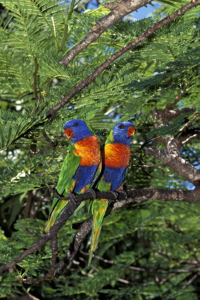 Rainbow Lorikeet Trichoglossus Haematodus Moluccanus Adults Beautifull Colors Ausztrália — Stock Fotó