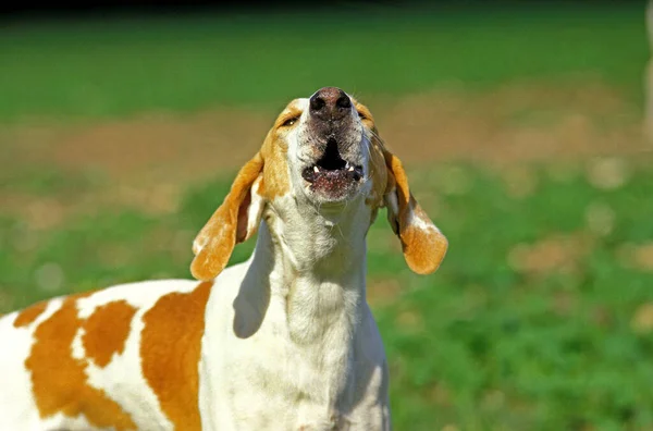 Great Anglo French White Orange Hound Grand Anglo Francais Blanc — Stock Photo, Image