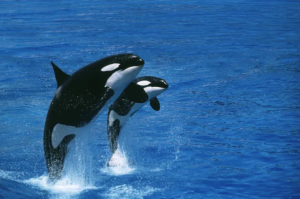 Φάλαινα Δολοφόνος Orcinus Orca Θηλυκό Calf Breaching — Φωτογραφία Αρχείου