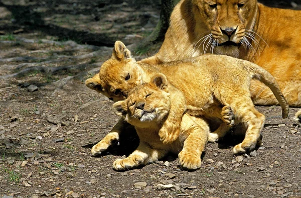 African Lion Panthera Leo Female Cub — стокове фото