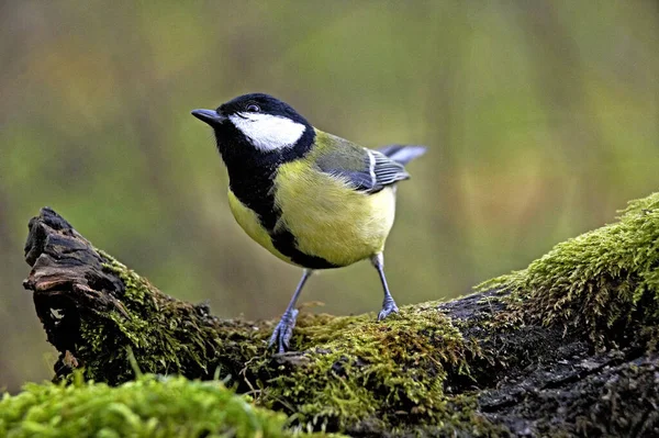 Great Tit Parus Major Male Standing Branch Normandy — Stock Photo, Image