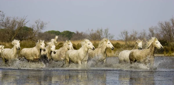 Camargue Pferd Herde Sumpf Saintes Marie Mer Südosten Frankreichs — Stockfoto