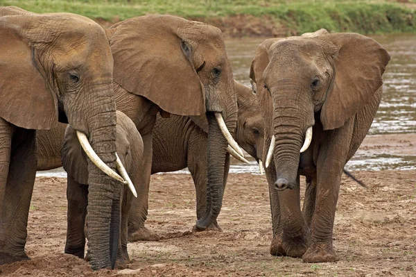 Afrikai Elefánt Loxodonta Africana Folyó Mellett Álló Csoport Samburu Park — Stock Fotó
