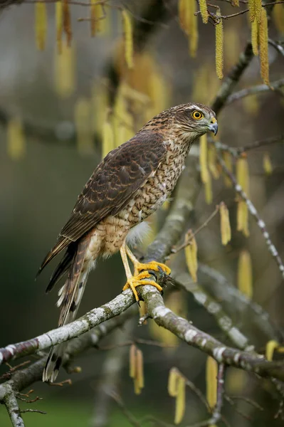 European Sparrowhawk Accipiter Nisus Adult Hazelnut Tree Branch Normandië — Stockfoto