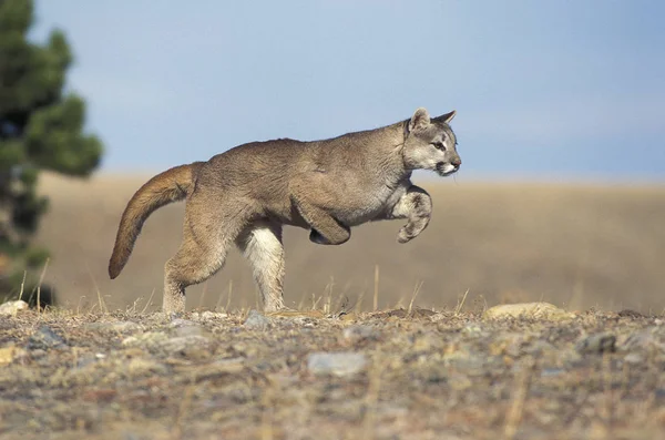 Pumpa Puma Concolor Vuxen Kör Montana — Stockfoto