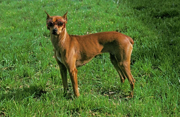 Duitse Pinscher Hond Met Zonnebril Old Standard Breed Cut Ears — Stockfoto