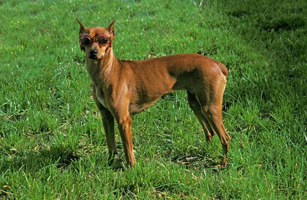 Německý Pinscher Pes Slunečními Brýlemi Staré Standardní Plemeno Řeznými Ušima — Stock fotografie