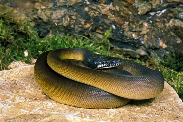 Vitt Lipperat Python Lias Albertisi — Stockfoto