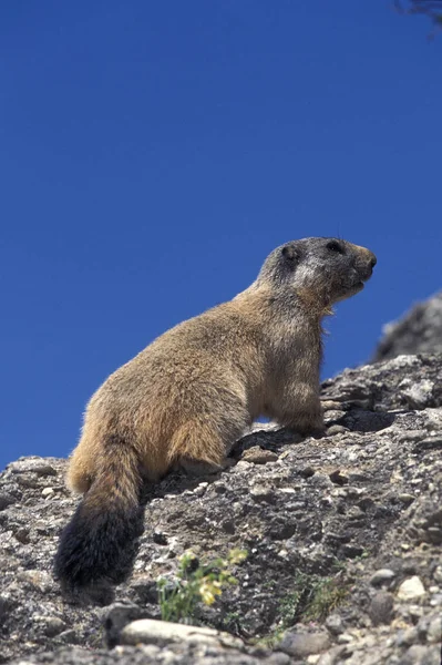 Alpine Marmot Marmota Marmota Взрослый Стоящий Скалах Французские Альпы — стоковое фото