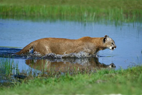 Cougar Puma Concolor Dospělý Stojící Vodě Montana — Stock fotografie