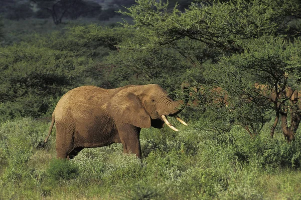Eléphant Afrique Loxodonta Africana Adulte Debout Bush Masai Mara Park — Photo