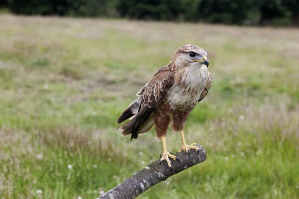 Buzzard Pernas Longas Buteo Rufinus Adulto Post — Fotografia de Stock