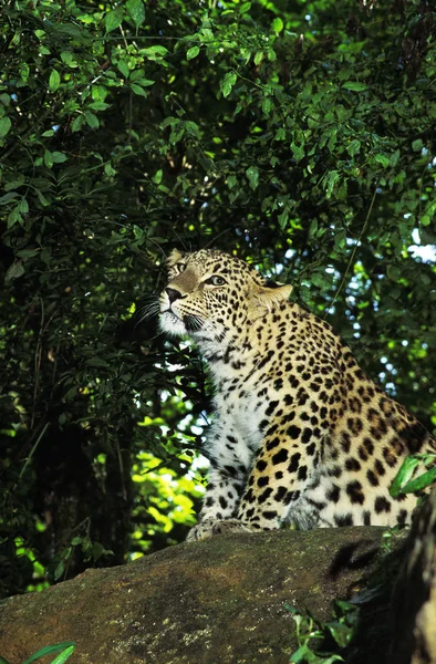 Leopard Panthera Pardus Adult Standing Rock — Stock Photo, Image