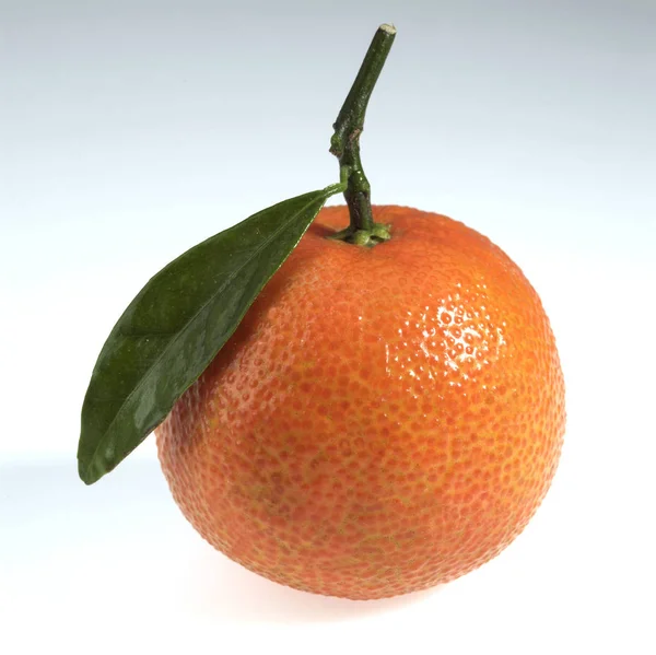 Clementine Citrus Reticulata Fruit Beyaz Arka Plana Karşı — Stok fotoğraf