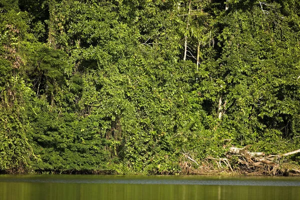 Bosque Lluvioso Río Madre Dios Parque Nacional Manu Perú — Foto de Stock