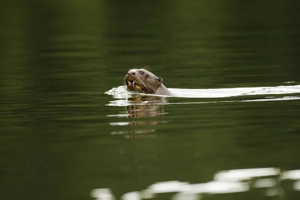 Otter Gigante Pteronura Brasiliensis Adulto Rio Madre Dios Manu Parc — Fotografia de Stock