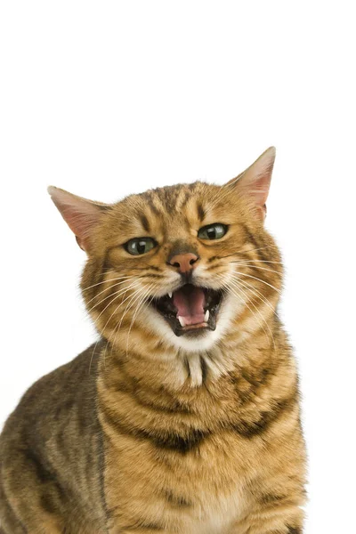 Hnědá Skvrnitá Tabby Bengálská Domácí Kočka Portrét Dospělého Vrčení Bílém — Stock fotografie