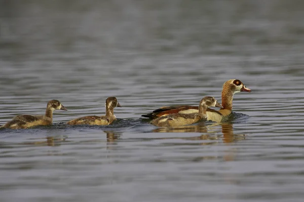 Ganso Egipcio Alopochen Aegyptiacus Adulto Con Goslings Pie Agua Kenia — Foto de Stock