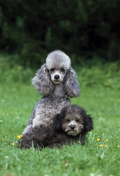 Grey Standard Poodle Θηλυκό Κουτάβι Στέκεται Στο Γρασίδι — Φωτογραφία Αρχείου