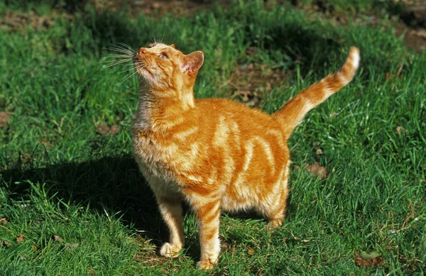 Czerwony Kot Domowy Tabby Dorosły Patrzący Górę — Zdjęcie stockowe