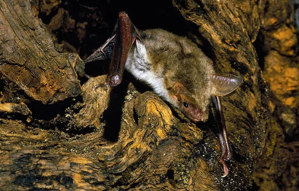 Mouse Oared Bat Myotis Myotis Adulto Emergindo Coto — Fotografia de Stock