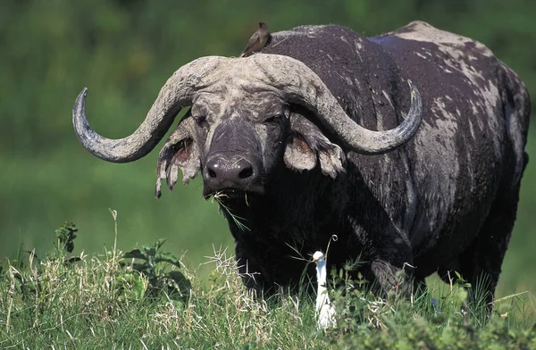 Búfalo Africano Caffer Sincerus Adulto Con Garceta Bovina Bubulcus Ibis — Foto de Stock