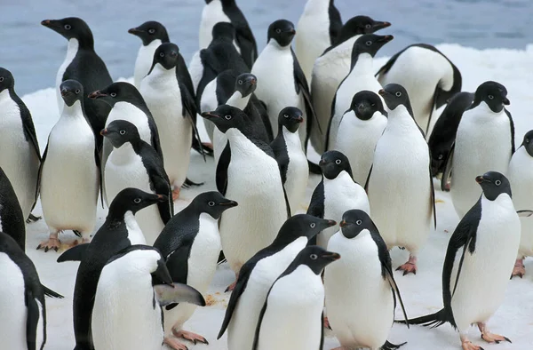 Adelie Penguin Pygoscelis Adeliae Koloni Isfältet Paulet Island Antarktis — Stockfoto