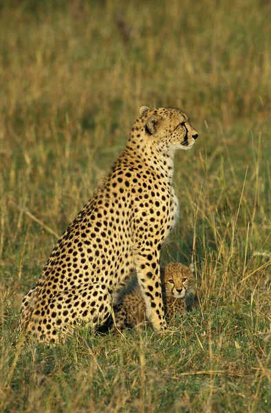 Çita Asinonyx Jubatus Cub Ile Dişi Kenya Daki Masai Mara — Stok fotoğraf