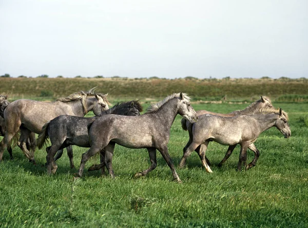 Lusitano Pferd Herde Trabt Durch Weide — Stockfoto