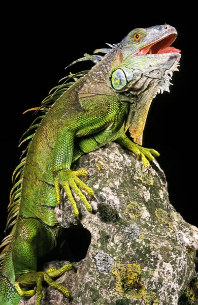 Iguana Verde Iguana Adulto Pie Sobre Roca Con Boca Abierta —  Fotos de Stock