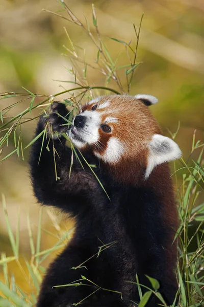 Red Panda Ailurus Fulgens Adulti Che Mangiano Bambù — Foto Stock