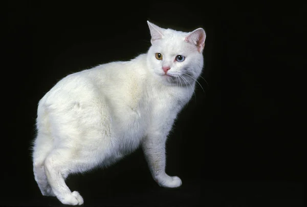 黒を背景に 尾のない猫 大人のマックス家畜 — ストック写真