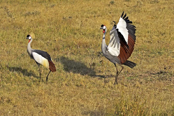Graukronenkranich Balearica Regulorum Balz Paar Masai Mara Park Kenia — Stockfoto