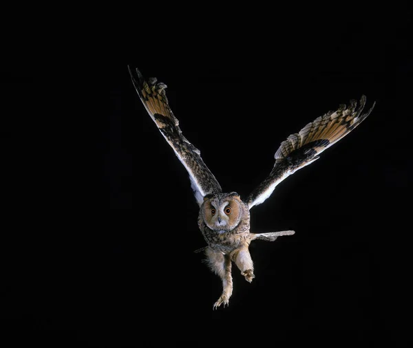 Europese Adelaar Uil Asio Otus Volwassene Vlucht — Stockfoto