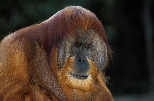 Orang Utan Pongo Pygmaeus Erkek Portresi — Stok fotoğraf