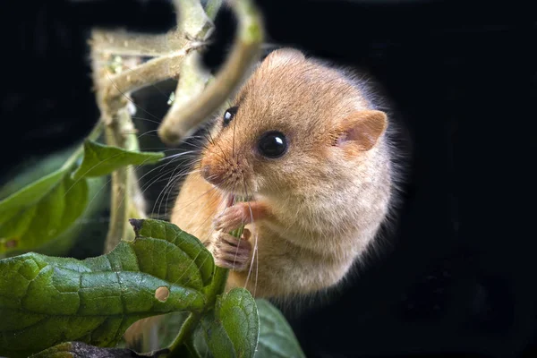 普通睡鼠 麝香虫 立在分枝上 诺曼底 — 图库照片