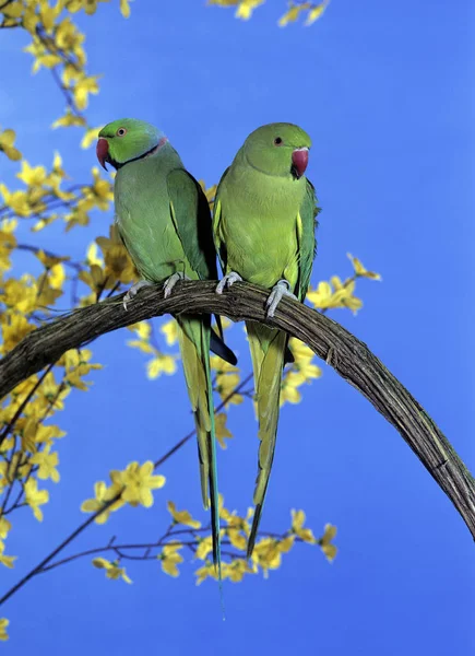 Růžový Papoušek Psittacula Krameri Pár Stojící Větvi Proti Modrému Nebi — Stock fotografie