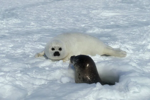 Harfa Seal Pagophilus Groenlandicus Kobieta Pup Stojąca Ice Field Wyspa — Zdjęcie stockowe