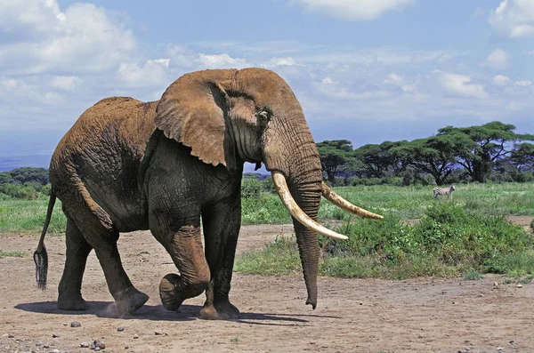 Afrikaanse Olifant Loxodonta Africana Volwassen Amboseli Park Kenia — Stockfoto