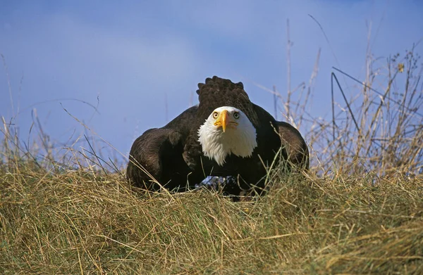 Águia Careca Haliaeetus Leucocephalus Adulto Pronto Para Decolar — Fotografia de Stock