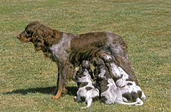 Picardy Spaniel Dog Female Pup Suckling — стокове фото