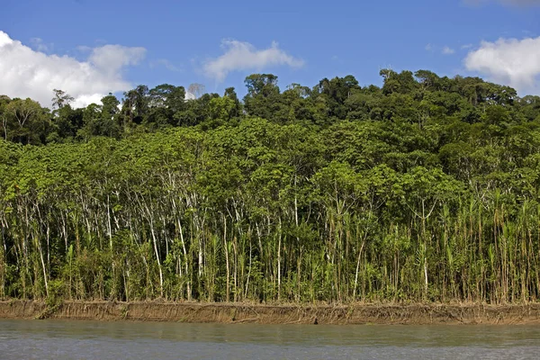 Rainforest Madre Dios River Manu National Park Peru — Stock Photo, Image